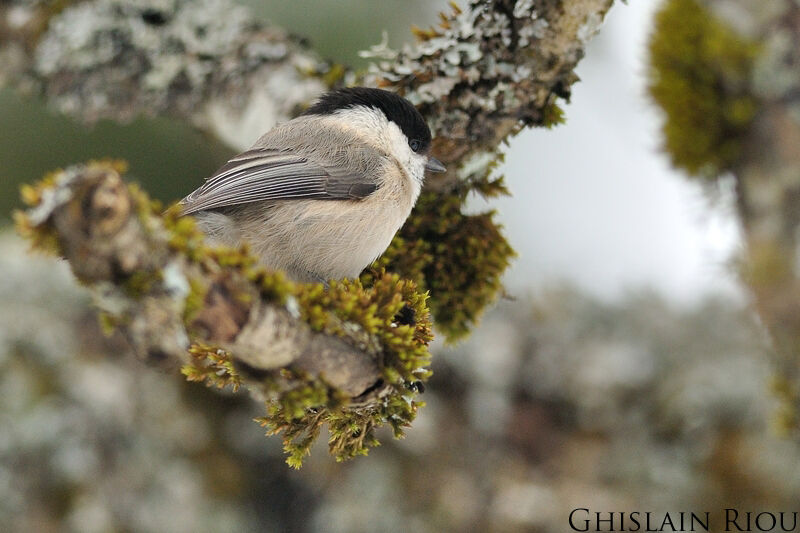 Mésange boréale