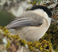 Mésange boréale