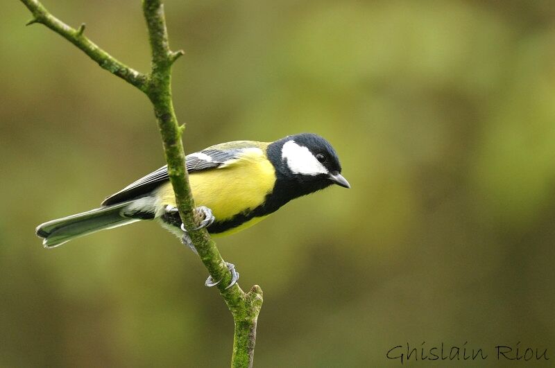 Great Tit male adult