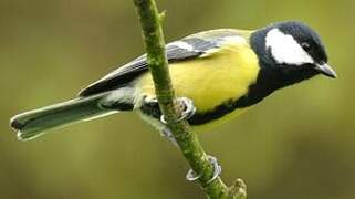 Great Tit