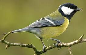 Great Tit