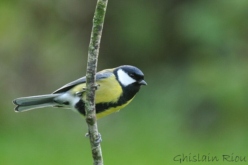 Mésange charbonnière mâle