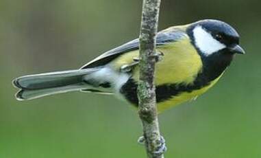 Mésange charbonnière