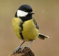 Great Tit