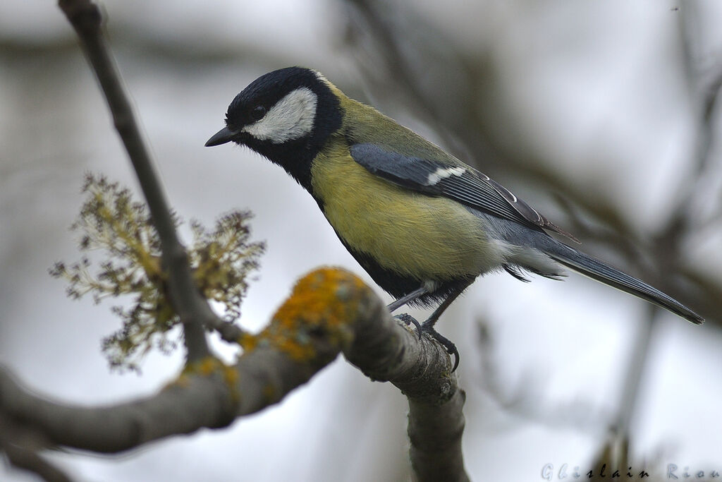 Great Tit male