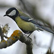 Mésange charbonnière