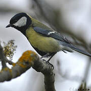 Great Tit