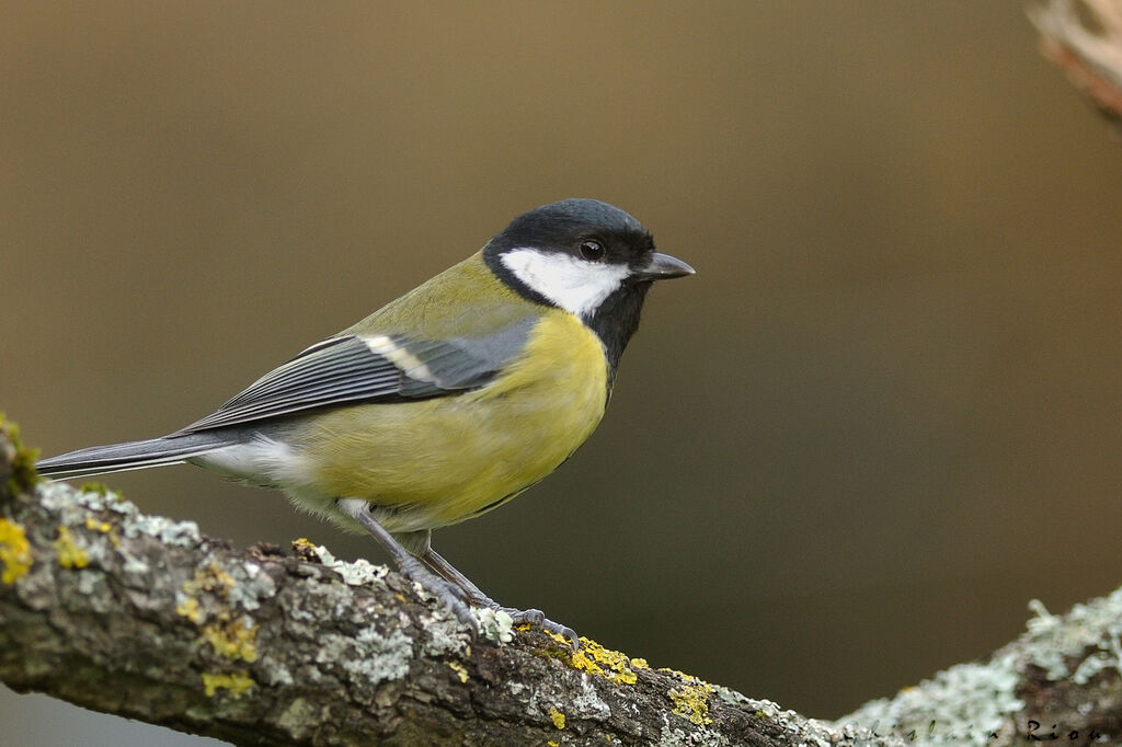 Great Tit