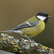 Mésange charbonnière