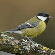 Great Tit