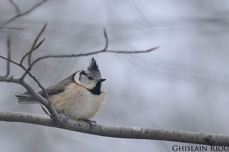 European Crested Tit