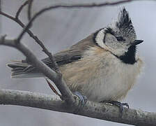 European Crested Tit