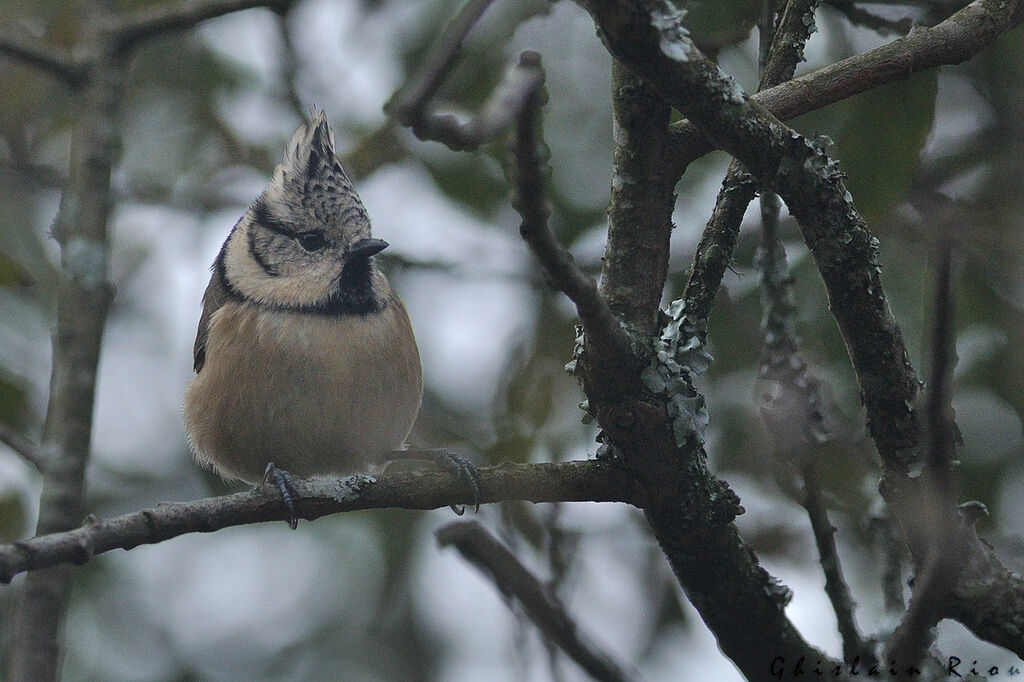 Mésange huppée