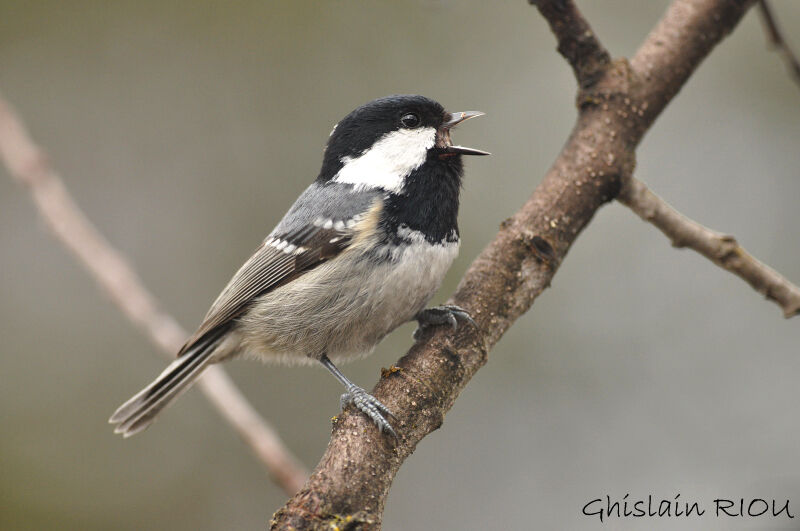 Mésange noire