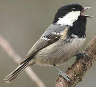 Coal Tit