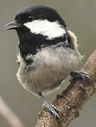 Coal Tit