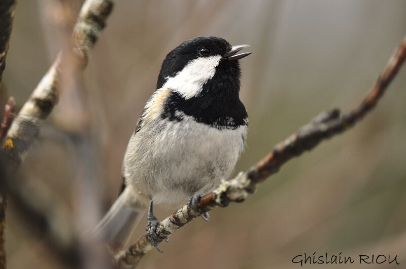 Mésange noire