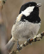 Coal Tit