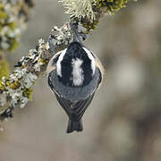 Coal Tit