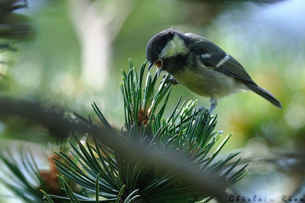 Mésange noirejuvénile