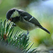 Coal Tit