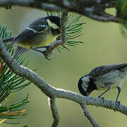 Coal Tit