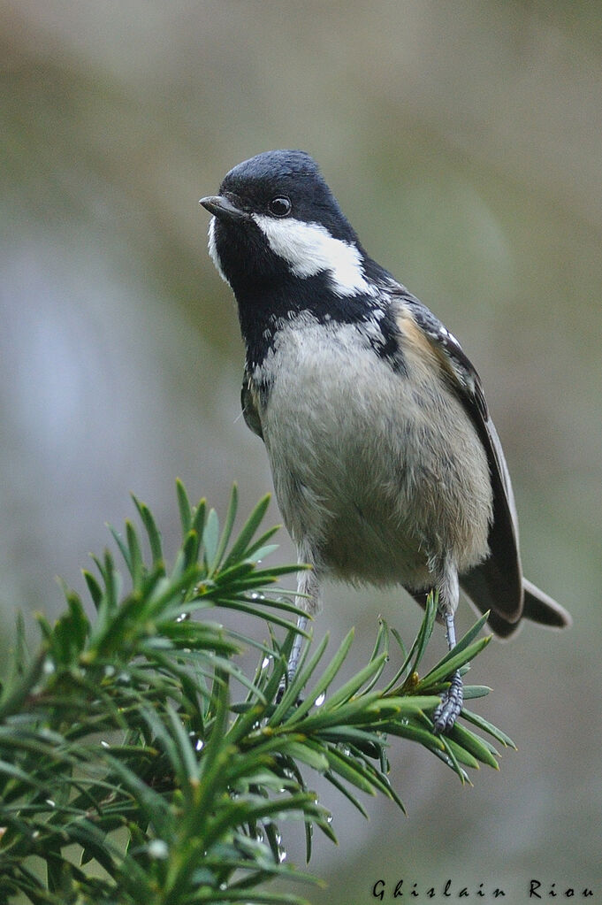 Mésange noire