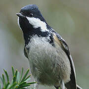 Coal Tit