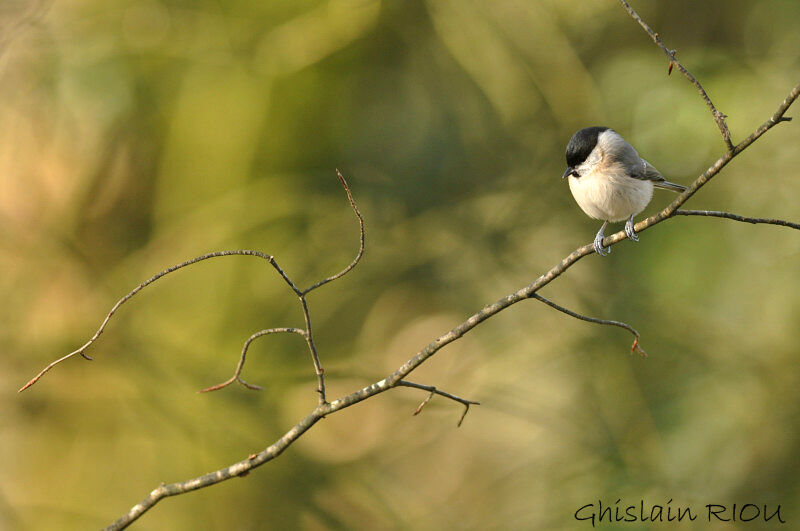 Marsh Tit