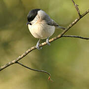 Marsh Tit