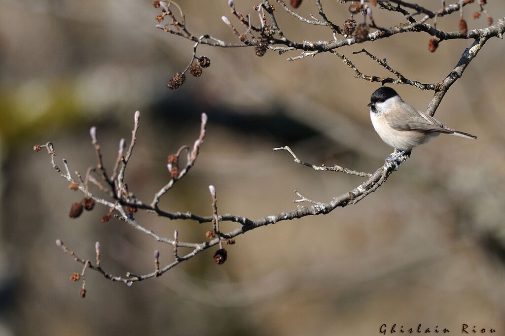 Marsh Tit, habitat