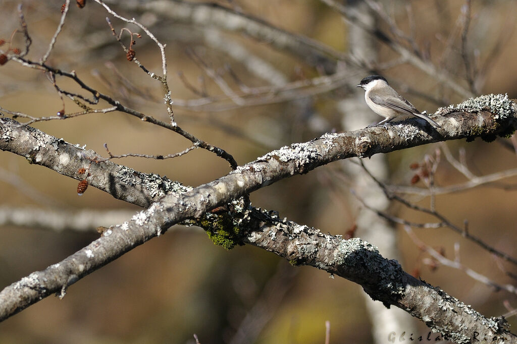 Mésange nonnette, habitat