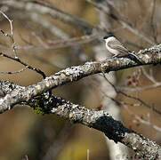 Marsh Tit