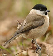 Marsh Tit