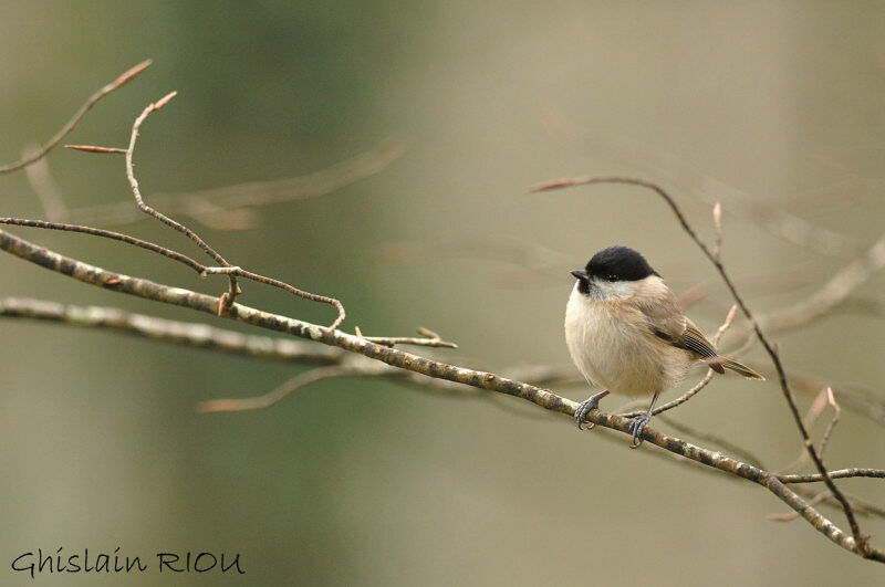 Mésange nonnette