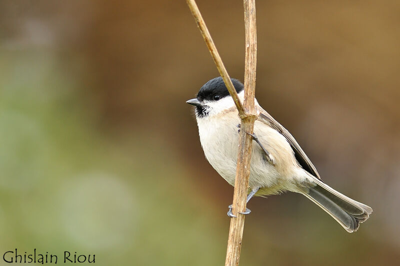 Marsh Tit