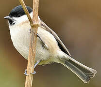 Marsh Tit