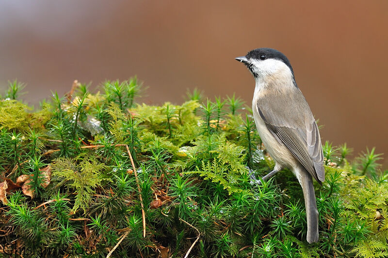 Mésange nonnette