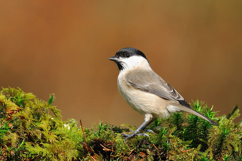 Marsh Tit