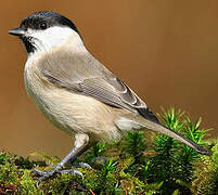 Marsh Tit