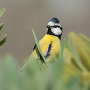 African Blue Tit