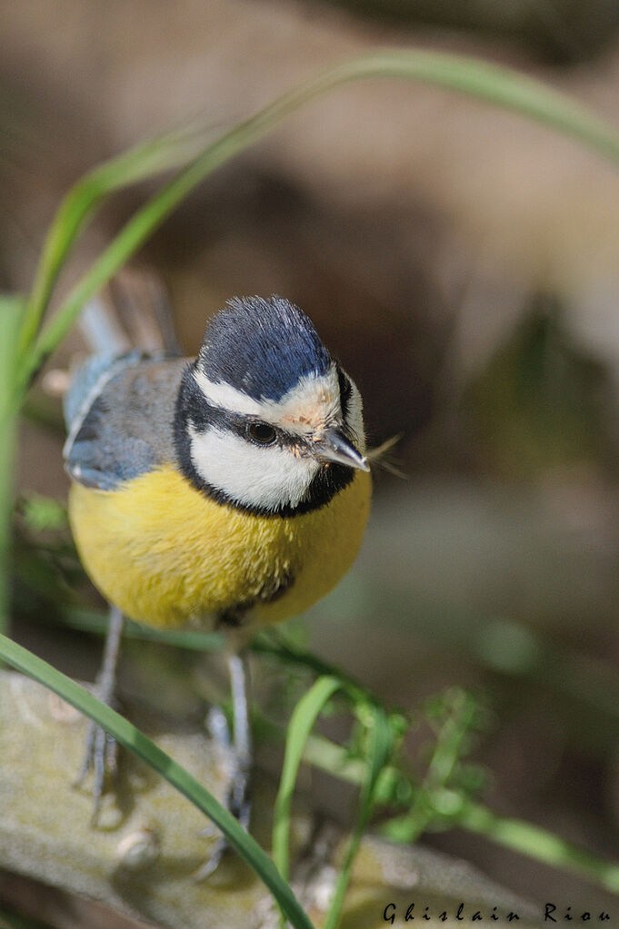 Mésange nord-africaine