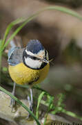 African Blue Tit