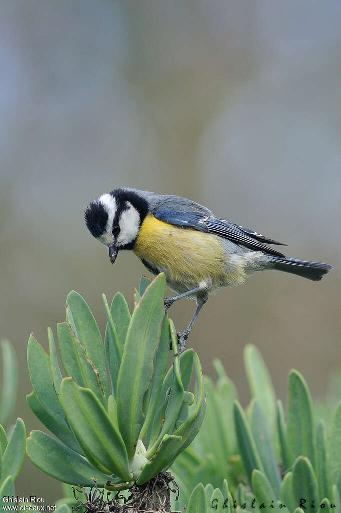 Mésange nord-africaineadulte, pêche/chasse