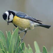 African Blue Tit