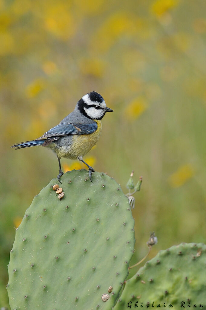 African Blue Tit