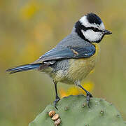 African Blue Tit