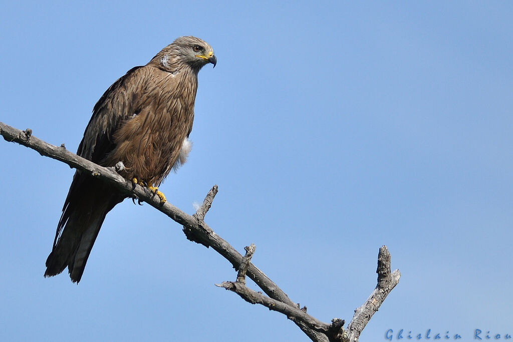 Black Kiteadult