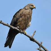 Black Kite