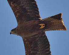 Black Kite